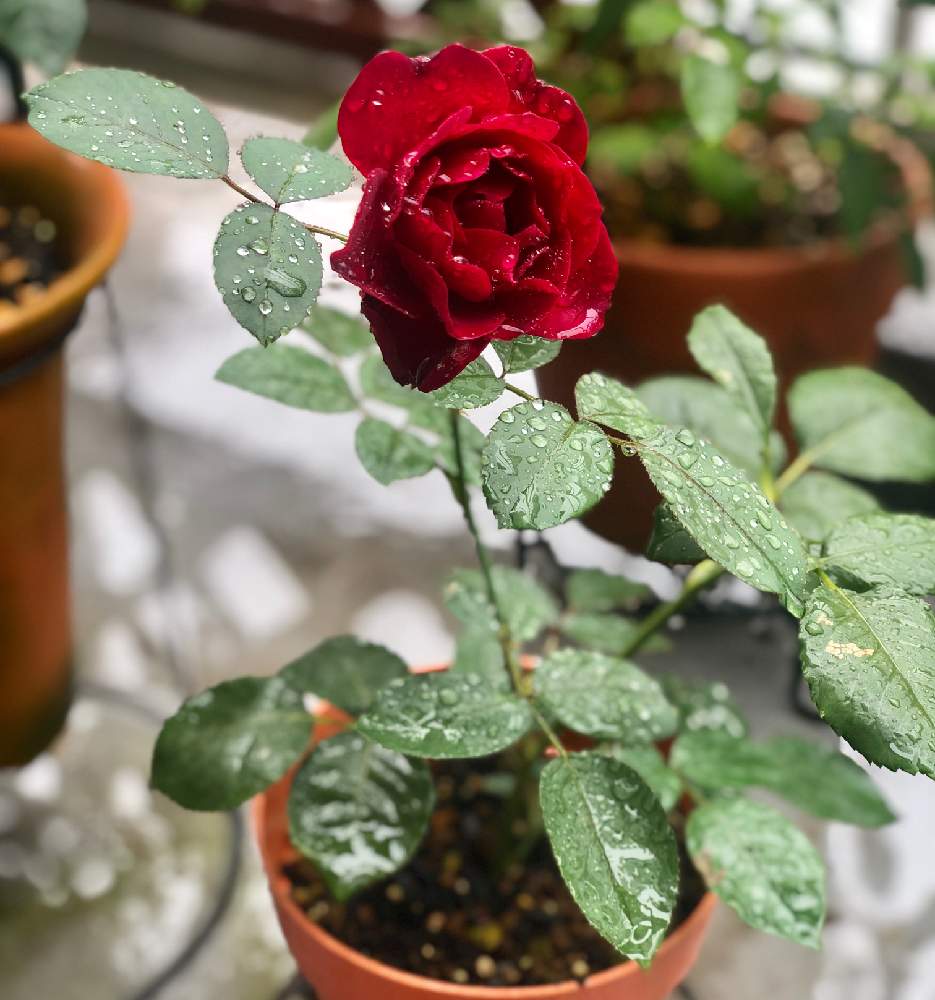 オデュッセイアの投稿画像 By てるるさん ばら バラ 薔薇と梅雨に負けないとオデュッセイアバラと花のある暮らしとかわいいな とばら 薔薇 バラ 19月7月7日 Greensnap グリーンスナップ