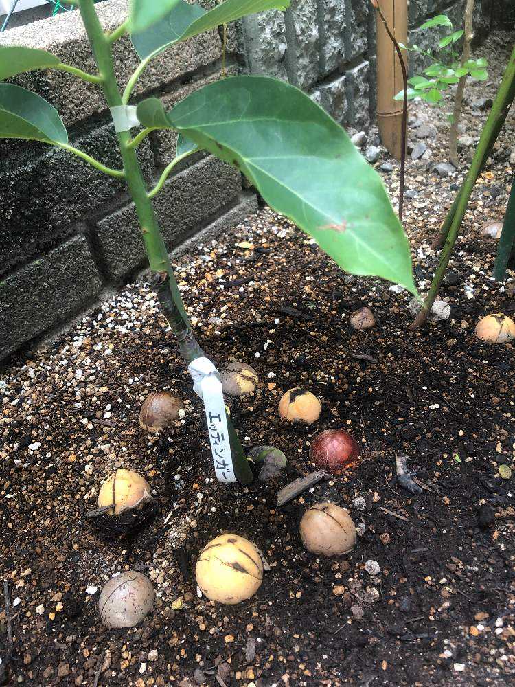 アボカド接木 成長記録 Greensnap グリーンスナップ