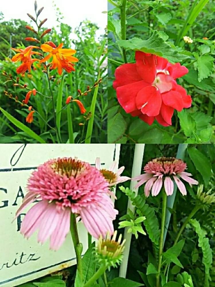 バラ ピカソの投稿画像 By Chocomint さん オレンジ色のヒメオウギと和風の庭とナチュラルスタイルと花のある暮らしとエキナセア 19月7月7日 Greensnap グリーンスナップ