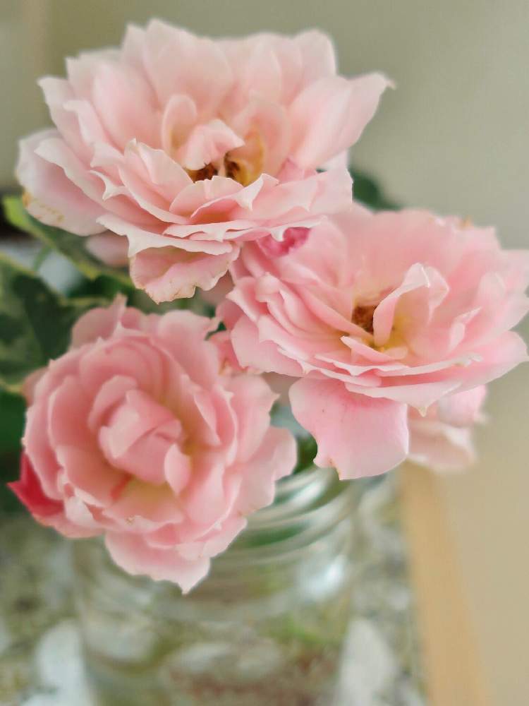 葵 七 の投稿画像 By Cherryplumさん 部屋とcanon Powershot G9x Mark と和ばらとcanonとアンティークと切り花を楽しむとコンデジ撮影と花のある暮らしとcanon Powershot G9x Mark と和ばらとcanonとアンティークと切り花を楽しむとコンデジ撮影と花のある暮らし