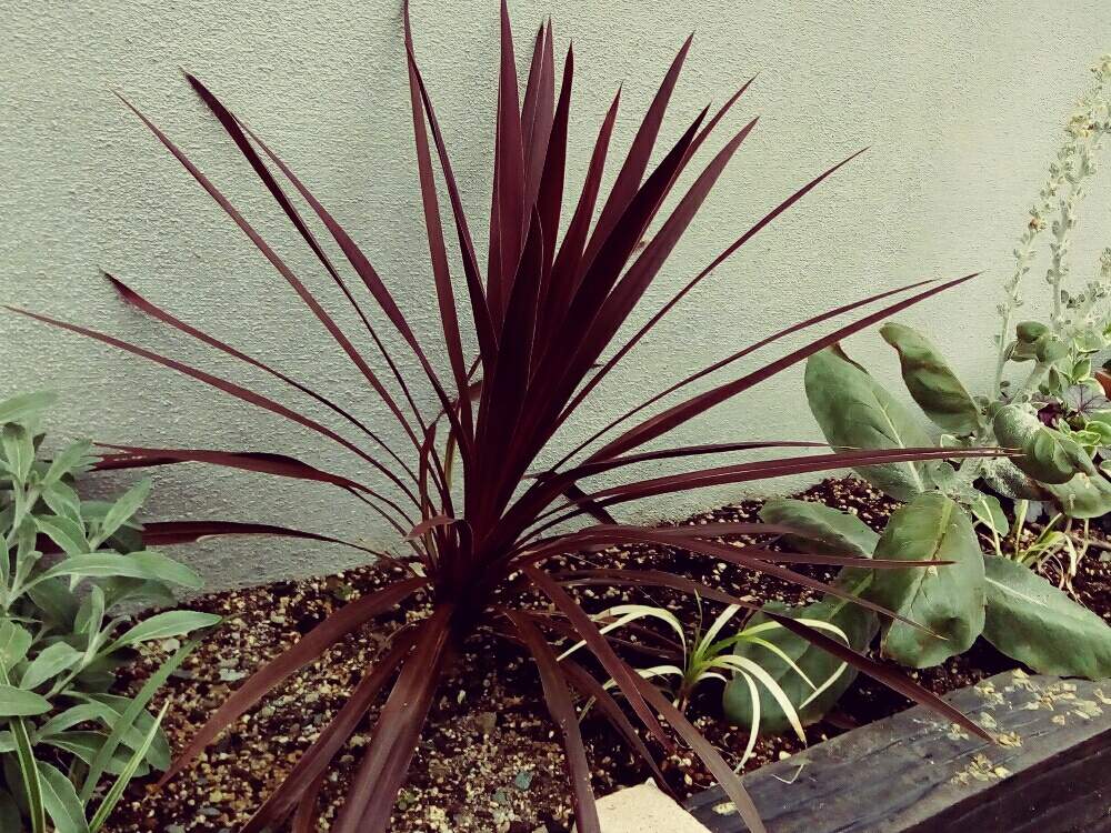 コルジリネ レッドスターの投稿画像 By シゲさん 小さな庭と南国と花壇と花のある暮らしと日陰の庭とバルコニストと南国と花壇と花のある暮らしと日陰の庭とバルコニスト 19月7月7日 Greensnap グリーンスナップ Greensnap グリーンスナップ