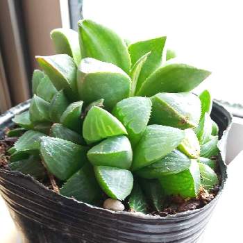 ハオルチア レツーサ 寿の投稿画像一覧 Greensnap グリーンスナップ