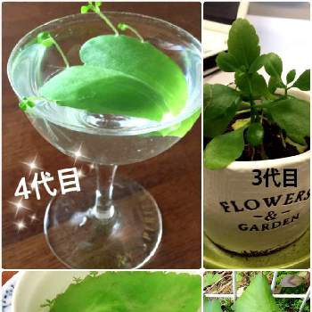 葉っぱから葉っぱの投稿画像一覧 Greensnap グリーンスナップ 葉っぱから葉っぱの投稿画像一覧 Greensnap グリーンスナップ