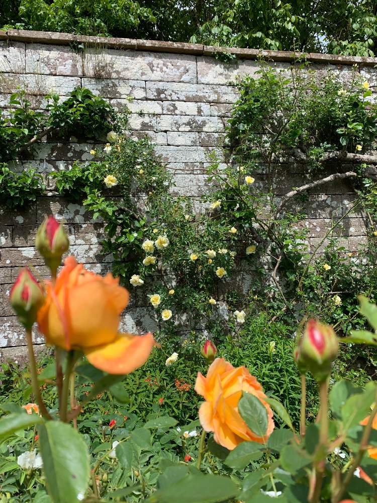 イギリス庭園の投稿画像 By Marinonさん 19月7月7日 Greensnap グリーンスナップ