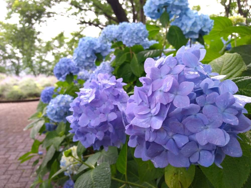 紫陽花の投稿画像 By リオさん 花のある暮らしと山梨県と河口湖と八木崎公園と紫陽花 アジサイ あじさいと河口湖ハーブフェスティバル 19月7月7日 Greensnap グリーンスナップ