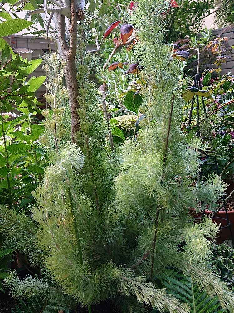 アデナンサスの投稿画像 by botanicallifeさん アルバニー ウォーリーブッシュと観葉植物とオージープランツと花フェスタ記念公園 2019月7月7日 greensnap グリーンスナップ
