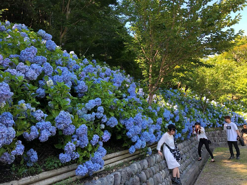 紫陽花の投稿画像 By さしゃおくらさん インスタ映えと紫陽花 アジサイ あじさいと植中毒と法多山と花のある暮らしと青い夏 2019月7月7日 Greensnap グリーンスナップ