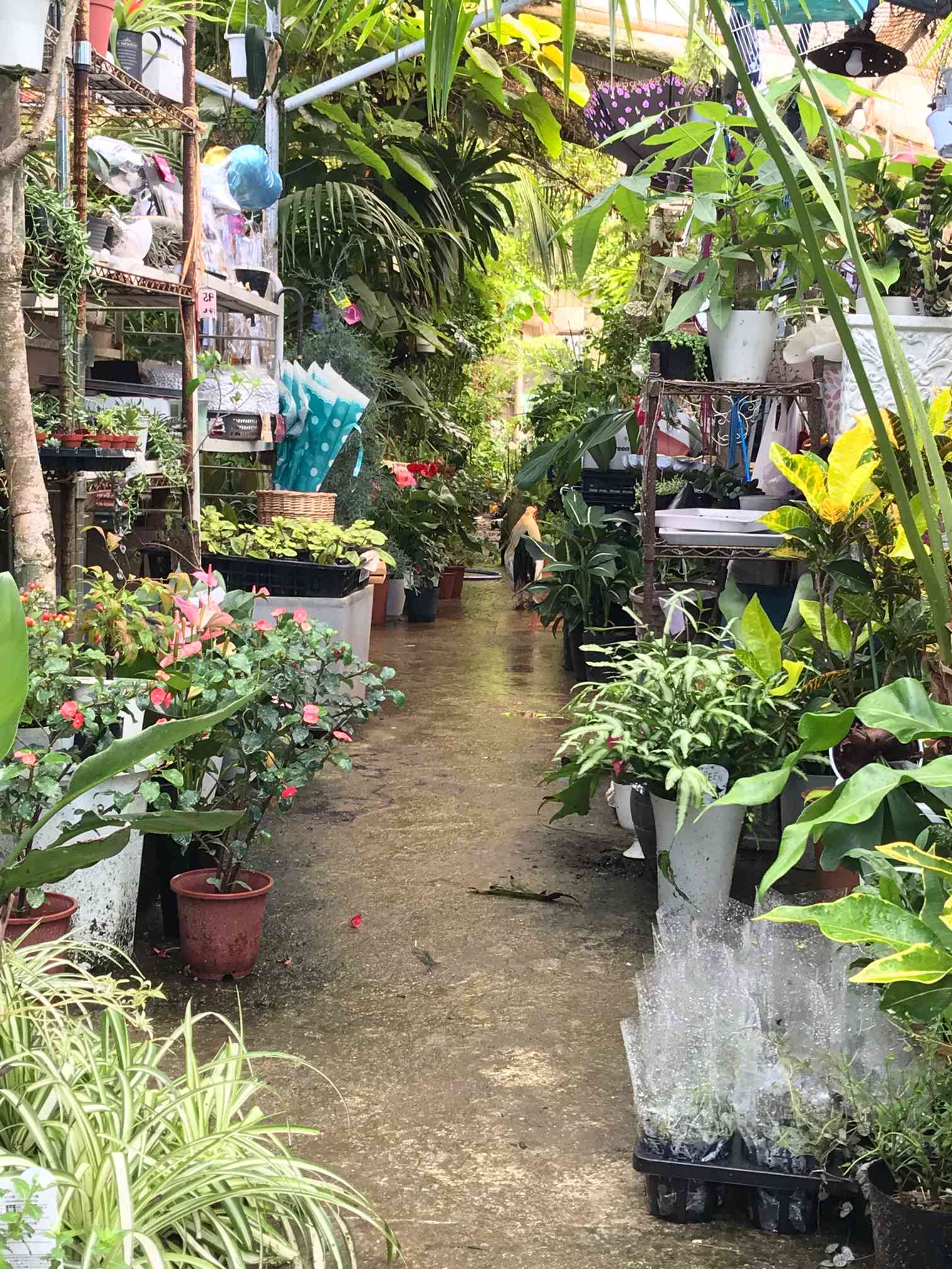 特価品セ サンキュー園芸センター【宜野湾市】｜🍀GreenSnap（グリーン その他