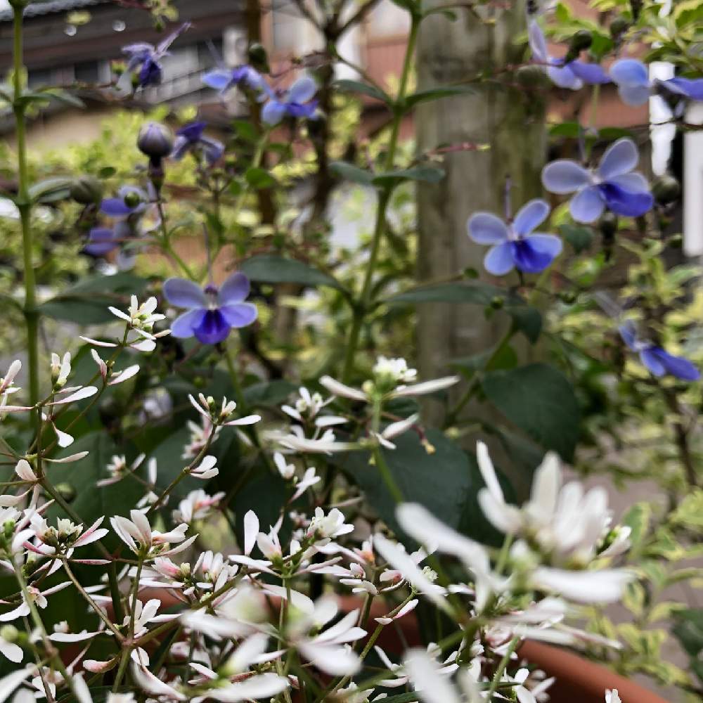 クレロデンドルム ブルーウィングの投稿画像 By ポコさん ユーフォルビア スターブラストと植物のある暮らしとお花を楽しむと可愛い花とマイガーデンと鉢植えとガーデニングと花のある暮らしと花が好きと小さな庭と植物のある暮らしとお花を楽しむと可愛い花とマイ