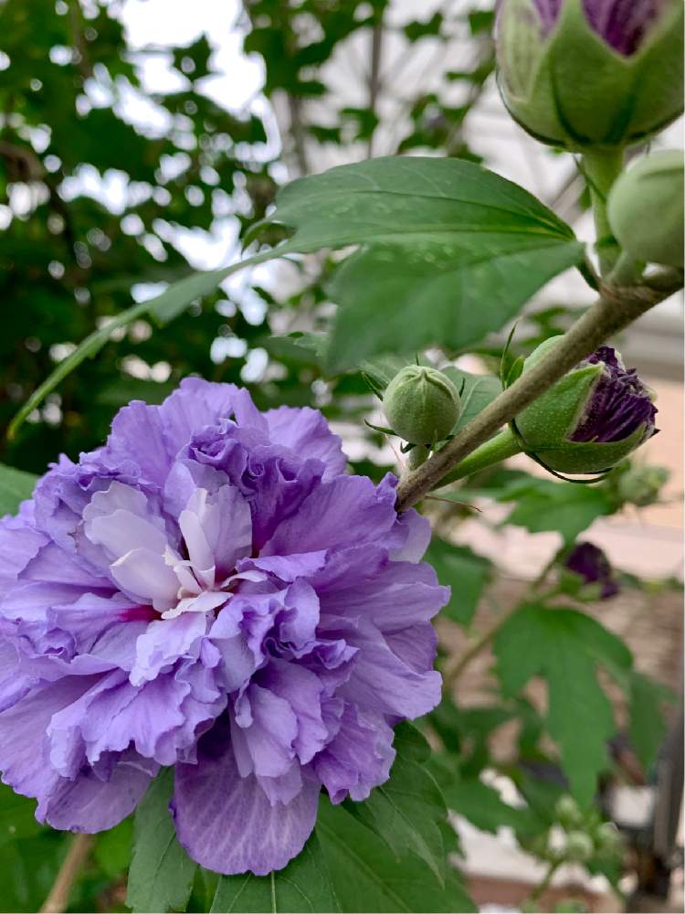ムクゲ 紫玉の投稿画像 By ちゃんり さん 植えっぱなしと花のある暮らしと毎年楽しむと青い花マニア 19月7月7日 Greensnap グリーンスナップ