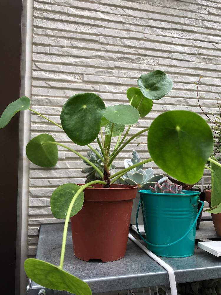 観葉植物を楽しむの投稿画像 By かえるん さん 仕事は花屋と多肉 観葉植物 初心者と安すぎja と植中毒とお出かけ先と観葉植物を楽しむと仕事 は花屋と多肉 観葉植物 初心者と安すぎja と植中毒 19月7月7日 Greensnap グリーンスナップ Greensnap