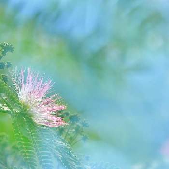 お庭を彩るお花・樹木フォトコンの画像 by Bashさん | お出かけ先と合歓木とお庭を彩るお花・樹木フォトコン