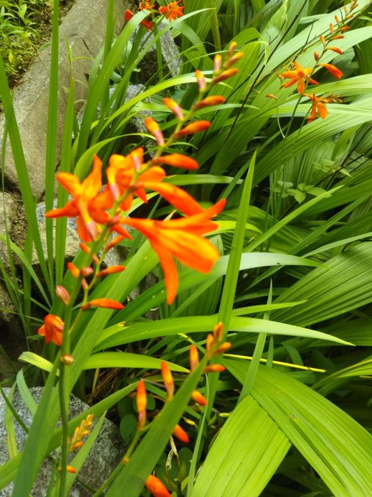 ヒメヒオウギズイセンの投稿画像 By ケニチさん 梅雨入りと神社の庭ともしかしたらと梅雨入りと神社の庭ともしかしたら 19月7月7日 Greensnap グリーンスナップ Greensnap グリーンスナップ