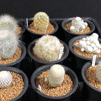 すーぱーばらまるの投稿画像一覧 Greensnap グリーンスナップ