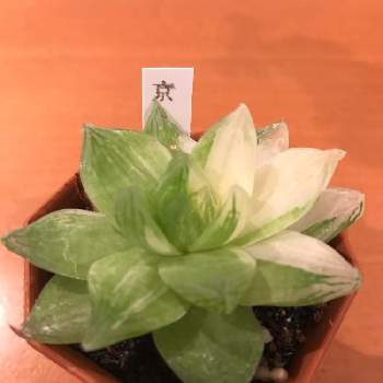 カクタス宮崎の投稿画像一覧 Greensnap グリーンスナップ カクタス宮崎の投稿画像一覧 Greensnap グリーンスナップ