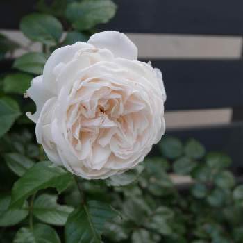 バラ サマーメモリーズの画像 by junoさん | 小さな庭とバラとバラ サマーメモリーズと薔薇愛同盟と私のこだわりバラと大輪と四季咲きと花のある暮らしとバラ・ミニバラと中輪