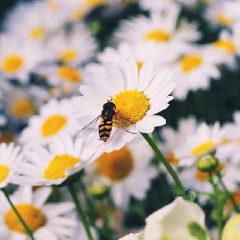 練習中の画像 by bbu_hanaさん | お出かけ先とマーガレットレッピンと七夕とミツバチと花のある暮らしと雨の日としろいはなと一眼レフと練習中