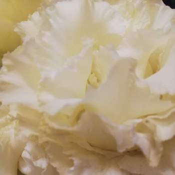 白八重 トルコキキョウ セレブホワイトの投稿画像一覧 Greensnap グリーンスナップ