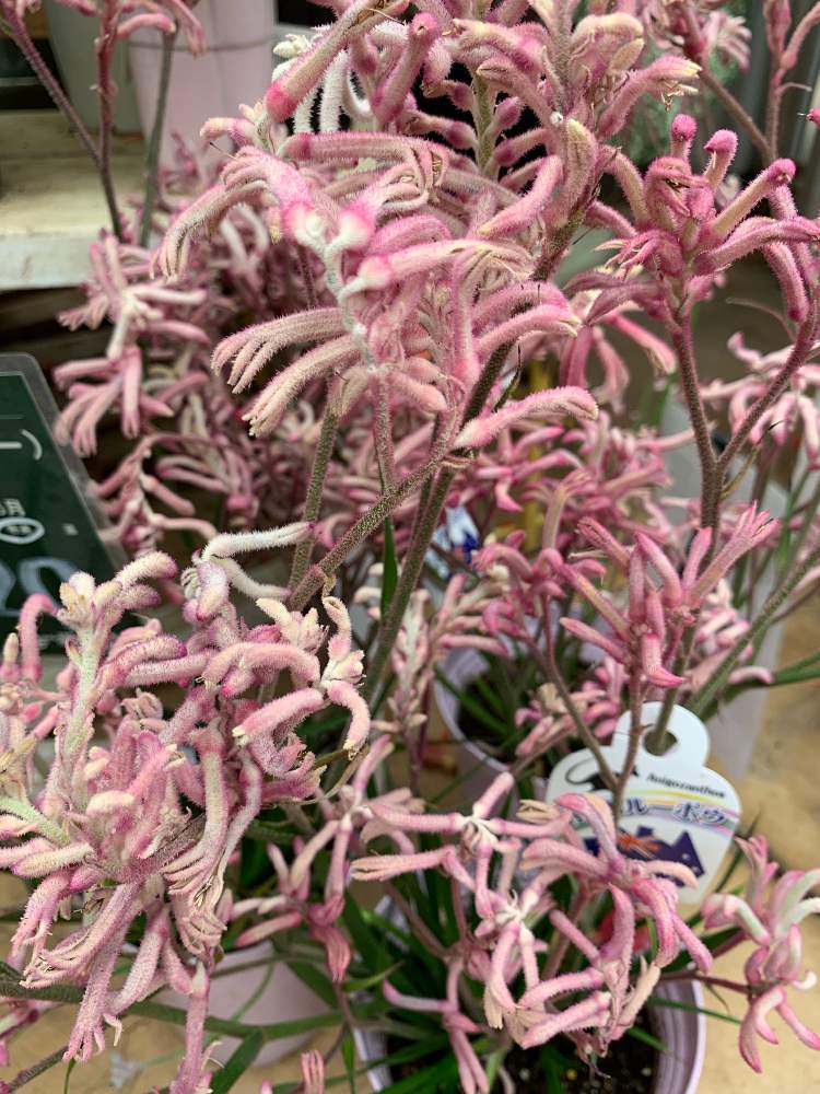 二子玉川の投稿画像 By Mikako さん ガーデンアイランドとカンガルーポー とお出かけ先と二子玉川とガーデンアイランドとカンガルーポー 19月7月7日 Greensnap グリーンスナップ Greensnap グリーンスナップ