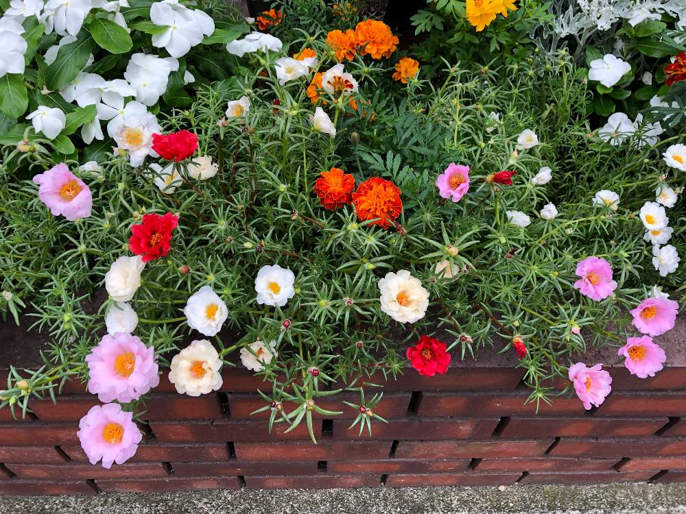 マリーゴールドの投稿画像 By Junさん 日々草 白と松葉ボタン 各色と花のある暮らしと苗を買うだけでなく増やす と夏でも元気な花フォトコン 19月7月8日 Greensnap グリーンスナップ