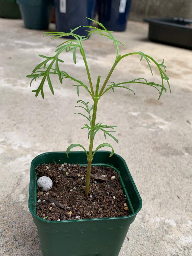 コスモス美色混合の投稿画像 By 黄身さん タネから切り花へと摘心と不安だ とバリバリの初心者ですと初心者も初心者と花のある暮らしと超 超初心者 19月7月8日 Greensnap グリーンスナップ