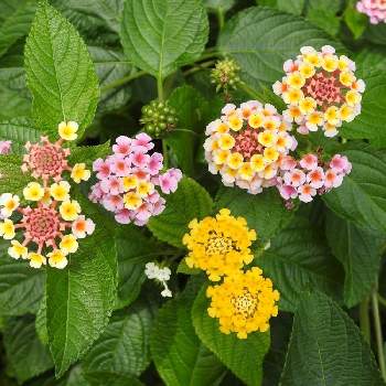 鮮やかな七色の花の投稿画像一覧 Greensnap グリーンスナップ