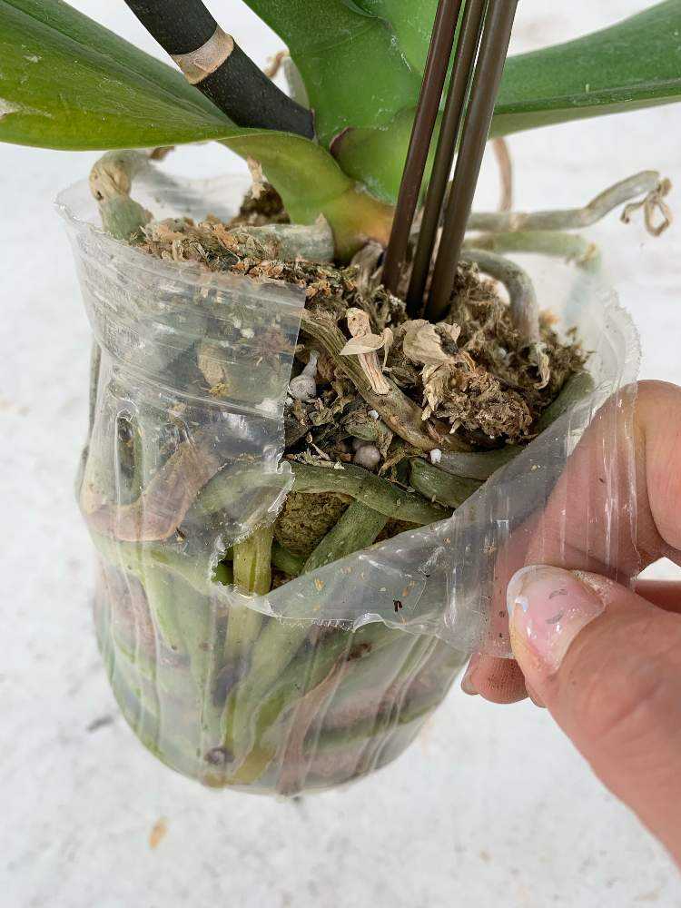 胡蝶蘭 花が終わったその後 Greensnap グリーンスナップ