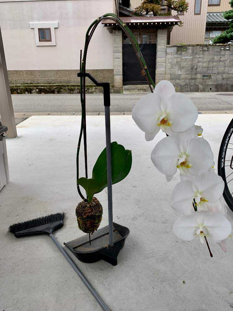 胡蝶蘭 花が終わったその後 Greensnap グリーンスナップ