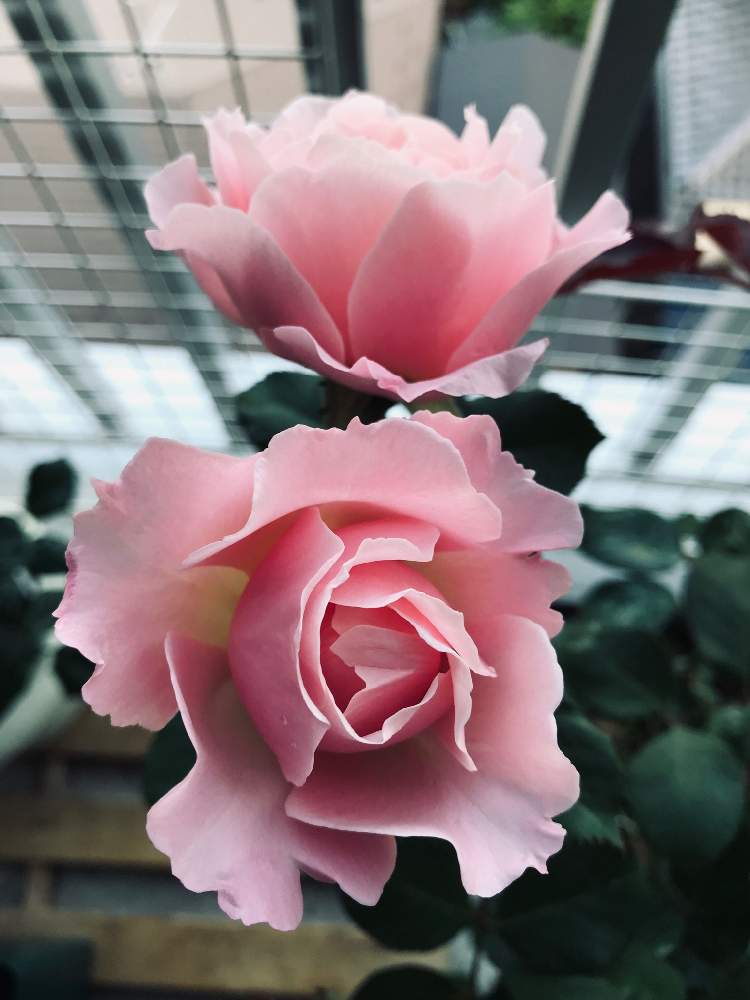 バラ ダフネの投稿画像 By 百合さん 薔薇 と花のある暮らしとベランダでバラを 19月7月8日 Greensnap グリーンスナップ