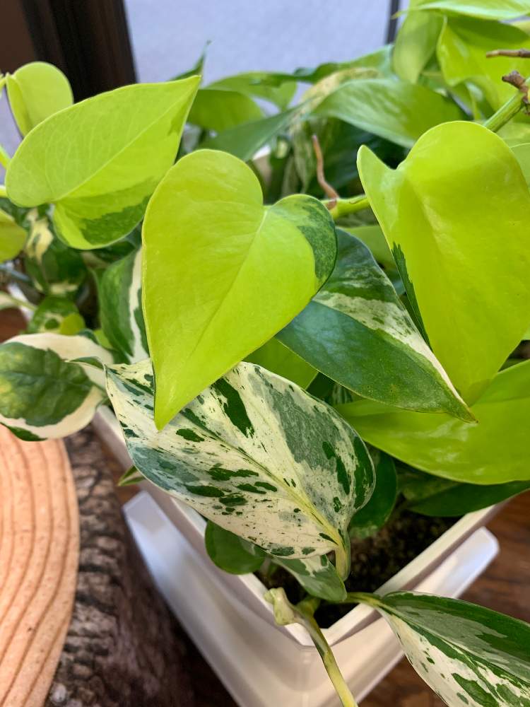 寄せ植えの投稿画像 By を ᒡ さん ポトス と今日のお花とうちの子と花のある暮らしと斑入り 19月7月8日 Greensnap グリーンスナップ