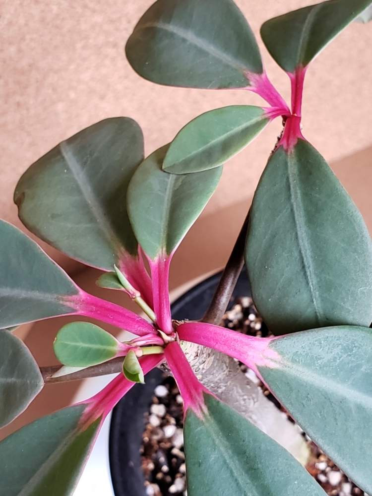 ユーフォルビア ボンゴラベンシスの投稿画像 By ラミラミさん バルコニー ベランダと多肉植物と観葉植物とボンゴラベン シスと珍奇植物とかわいいとユーフォルビアと多肉植物と観葉植物とボンゴラベンシスと珍奇植物とかわいいとユーフォルビア 19月7月8日