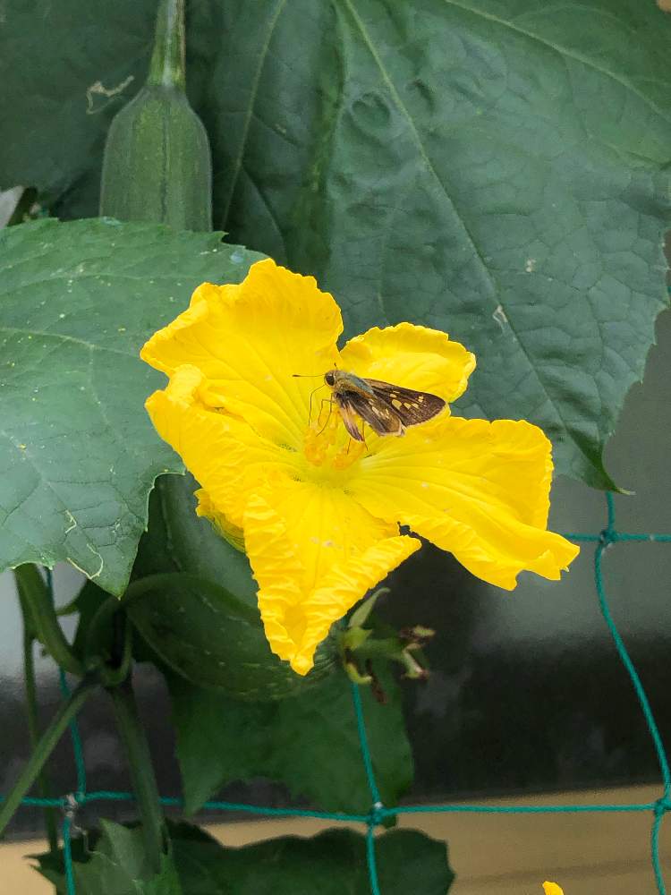 ヘチマの花の投稿画像 By しん23さん 昆虫 植物とgs映えとgs日和とさとやま まちなかと花のある暮らし 19月7月8日 Greensnap グリーンスナップ