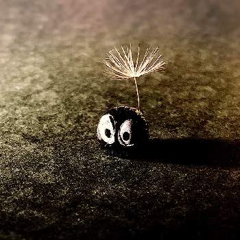 真っ黒クロスケの画像 by barbossa バルボッサさん | デスクとタンポポのわたげとカエルくんとお誘いと真っ黒クロスケと夏でも元気な花フォトコンとタンポポわたげ
