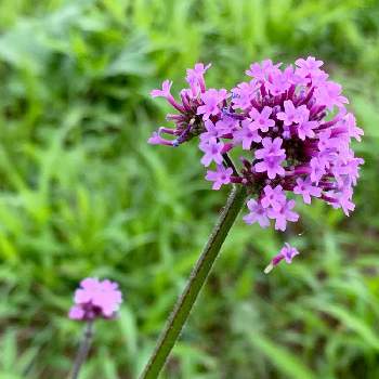 バーベナ ブエノスアイレス ボナリエンシス 三尺バーベナ の投稿画像一覧 Greensnap グリーンスナップ