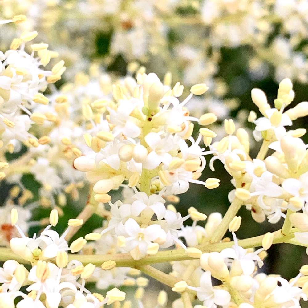 トウネズミモチの投稿画像 By Pt Yamahiroさん 令和最初の植物といいかおりとスマホ撮影とアップ写真とフラワーとgs映えと植中毒と花好きと花 のある暮らしとお花と白色の花とお花好き 2019月7月9日 Greensnap グリーンスナップ