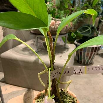 二子玉川の投稿画像一覧 Greensnap グリーンスナップ