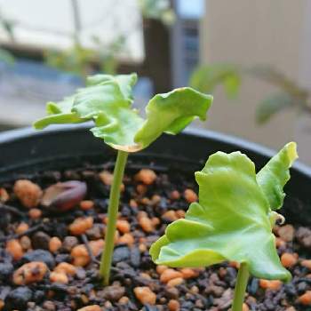 ロウバイの種の投稿画像一覧 Greensnap グリーンスナップ