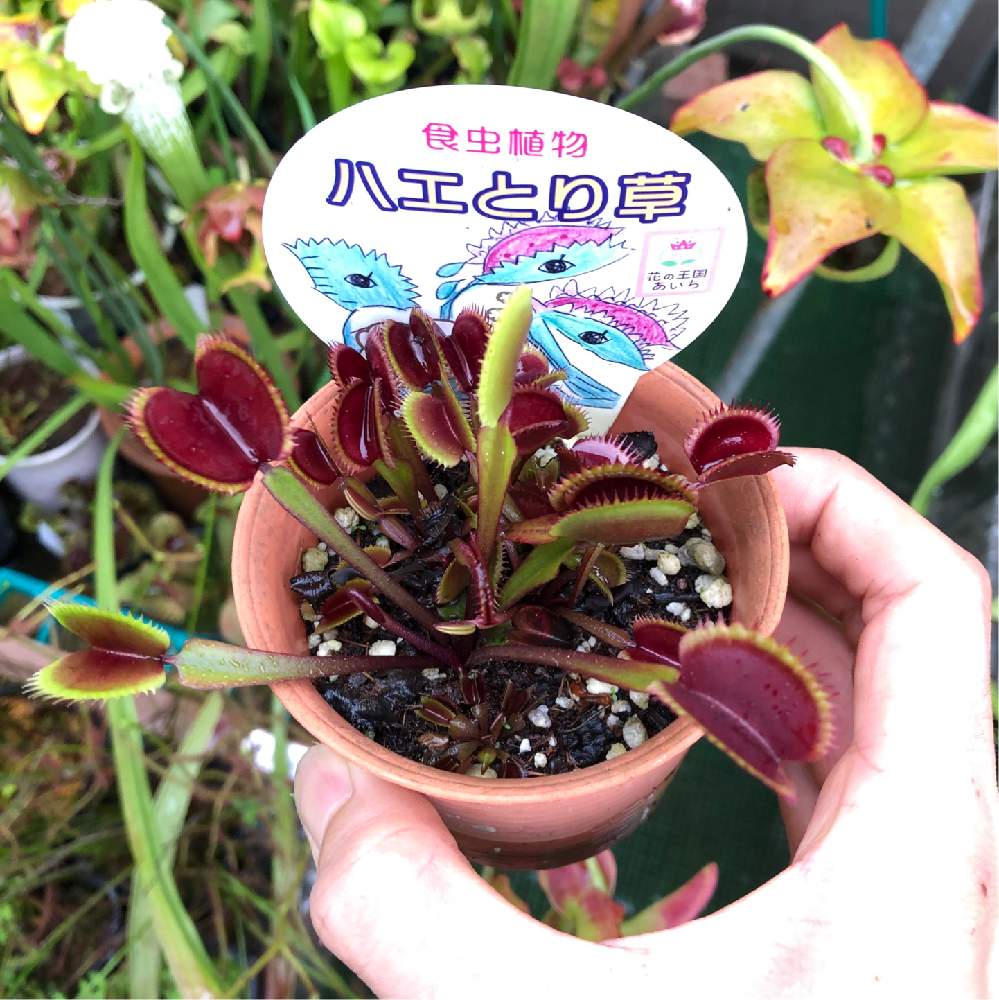 ハエトリソウの投稿画像 By Wxxwさん 広い庭と食虫植物と湿性植物と私の栽培法と珍奇植物とjcpsとホームセンター出身と食虫植物と湿性植物と私の栽培法と珍奇植物とjcpsとホームセンター出身 19月7月9日 Greensnap グリーンスナップ Greensnap グリーン