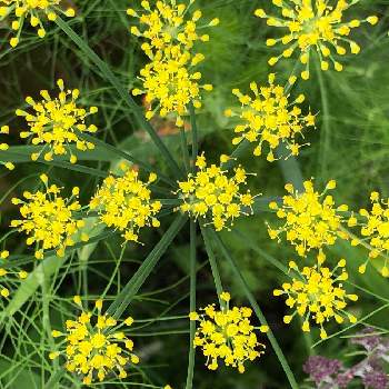 ウイキョウ属の投稿画像一覧 Greensnap グリーンスナップ