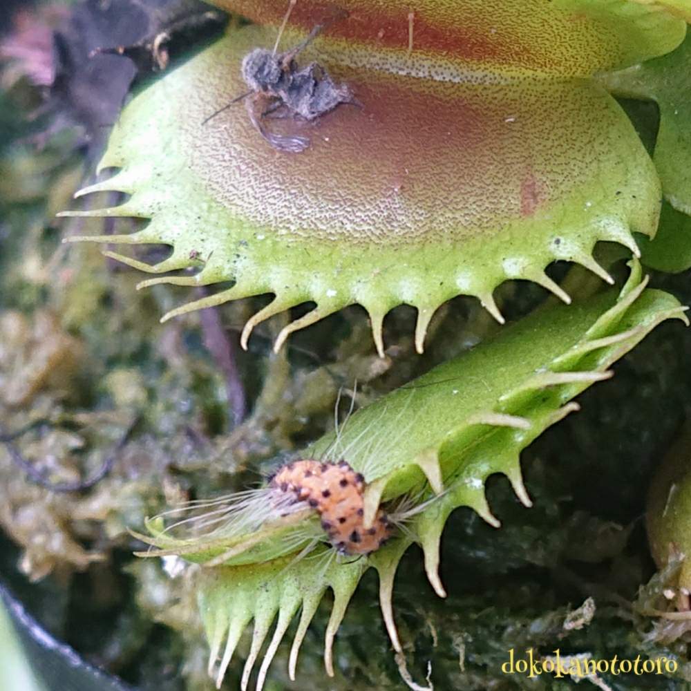 Dionaea Muscipula Ck Green Sowtooth ディオネア ハエトリソウ 食虫植物 破格値下げ Green