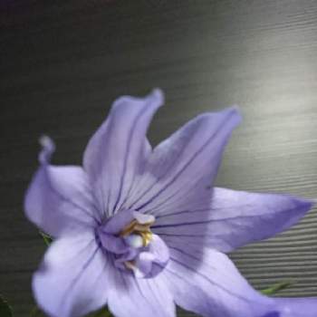 奇形花の投稿画像一覧 Greensnap グリーンスナップ