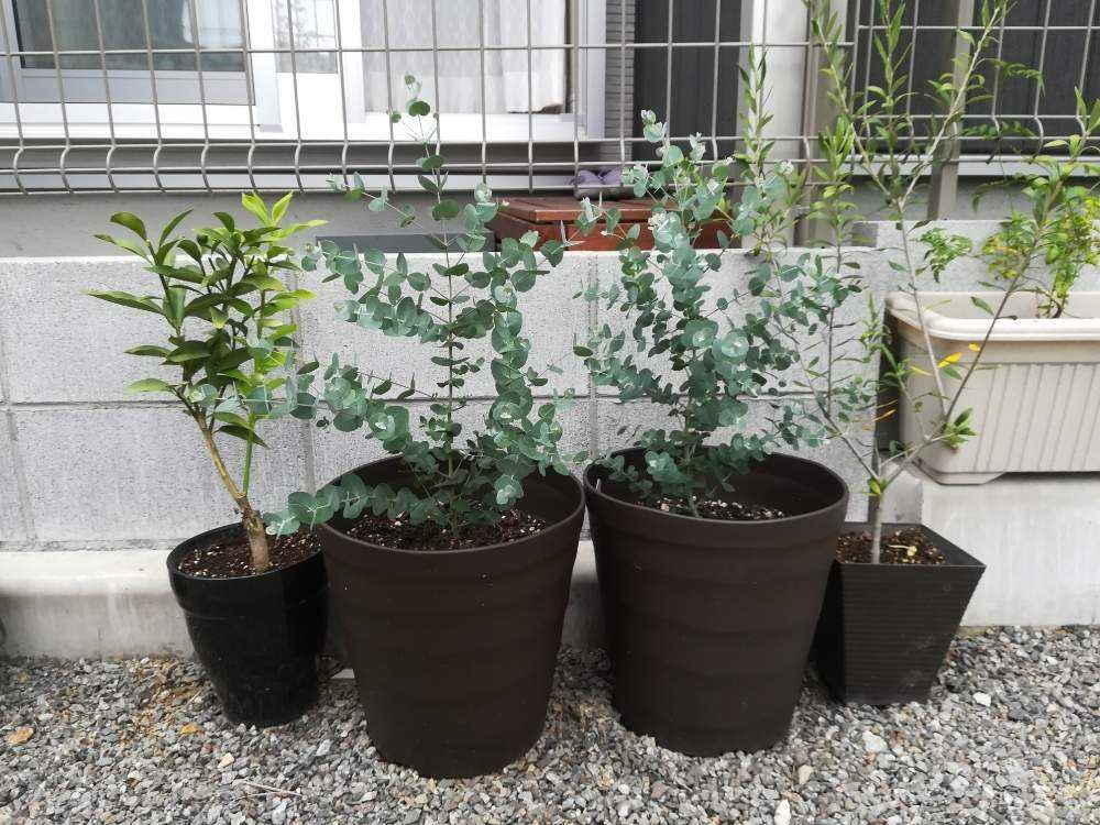 ユーカリグニーの成長記録 Greensnap グリーンスナップ