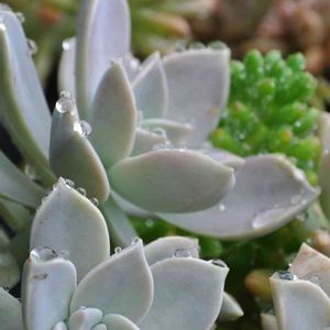 朧月(おぼろづき),多肉植物,鉢植え,多肉寄せ植え,しずくの画像