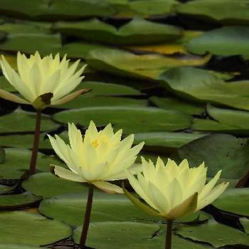 鮮やかな七色の花の投稿画像一覧 Greensnap グリーンスナップ