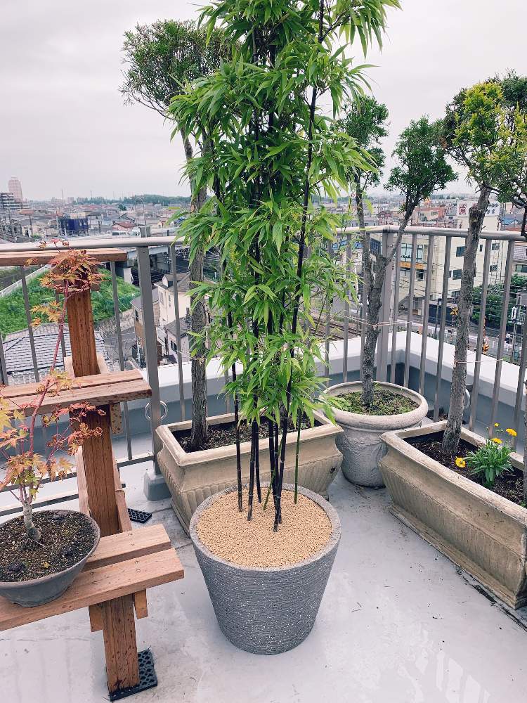 Amazon｜黒竹 2本立ち 10号鉢植え クロチク くろたけ 常緑樹