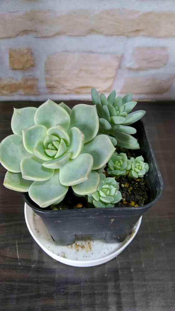 多肉植物の葉挿し 白牡丹続編｜🍀GreenSnap（グリーンスナップ）