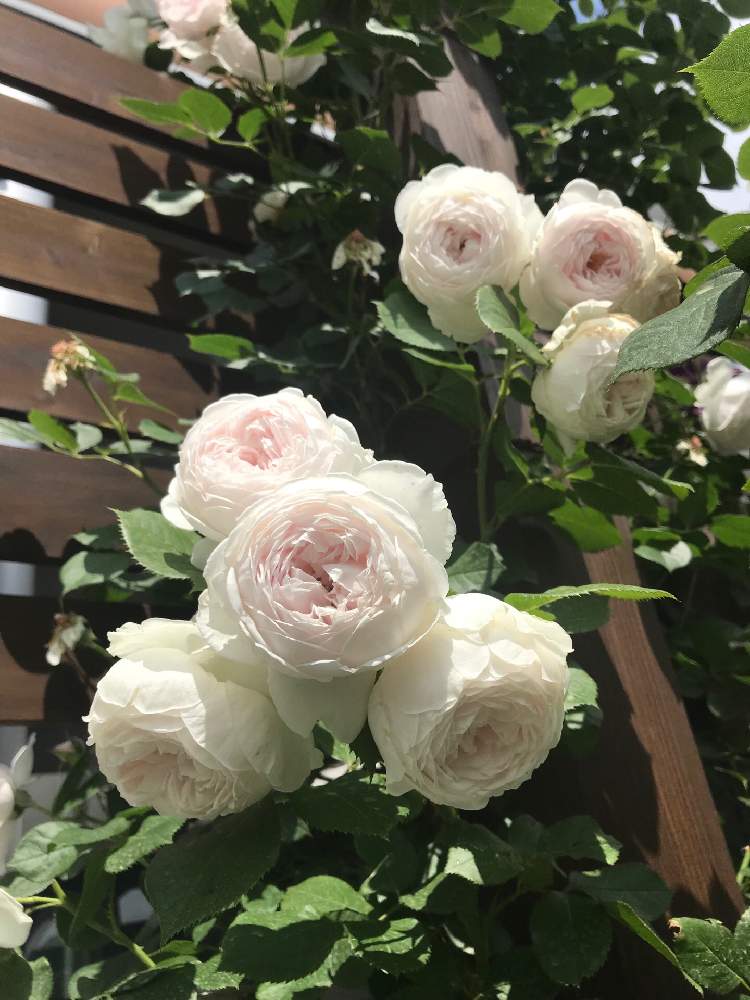 バラ クリスティアーナの投稿画像 By ガジさん つるバラと花のある暮らしとコルデスとばら バラ 薔薇 19月7月9日 Greensnap グリーンスナップ