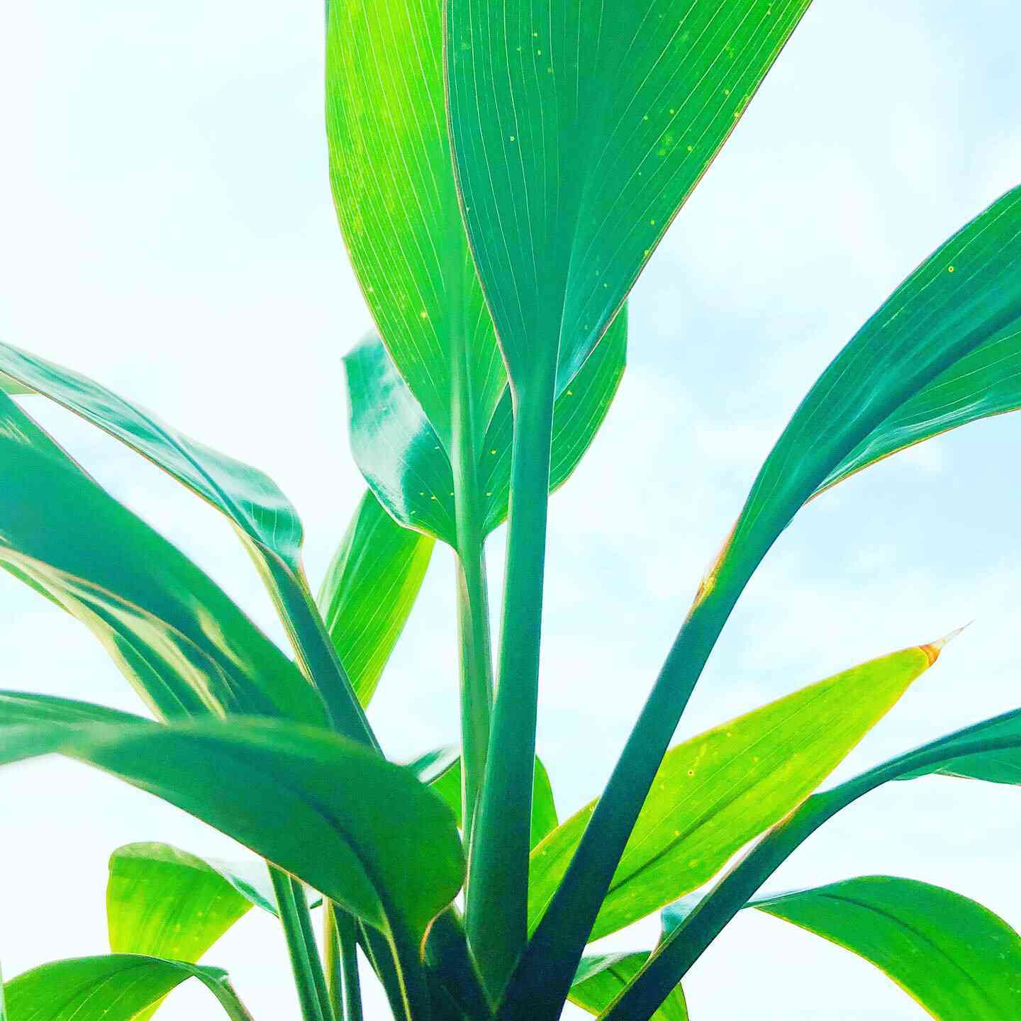 Hawaii ティーリーフ 覚書｜🍀GreenSnap（グリーンスナップ）