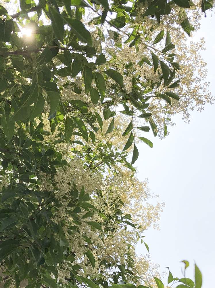 シマトネリコの投稿画像 By Yossyさん シマトネリコの花とつよい子と匂いありと木の花とお日さま大好きと白い花と小さな花 19月7月9日 Greensnap グリーンスナップ