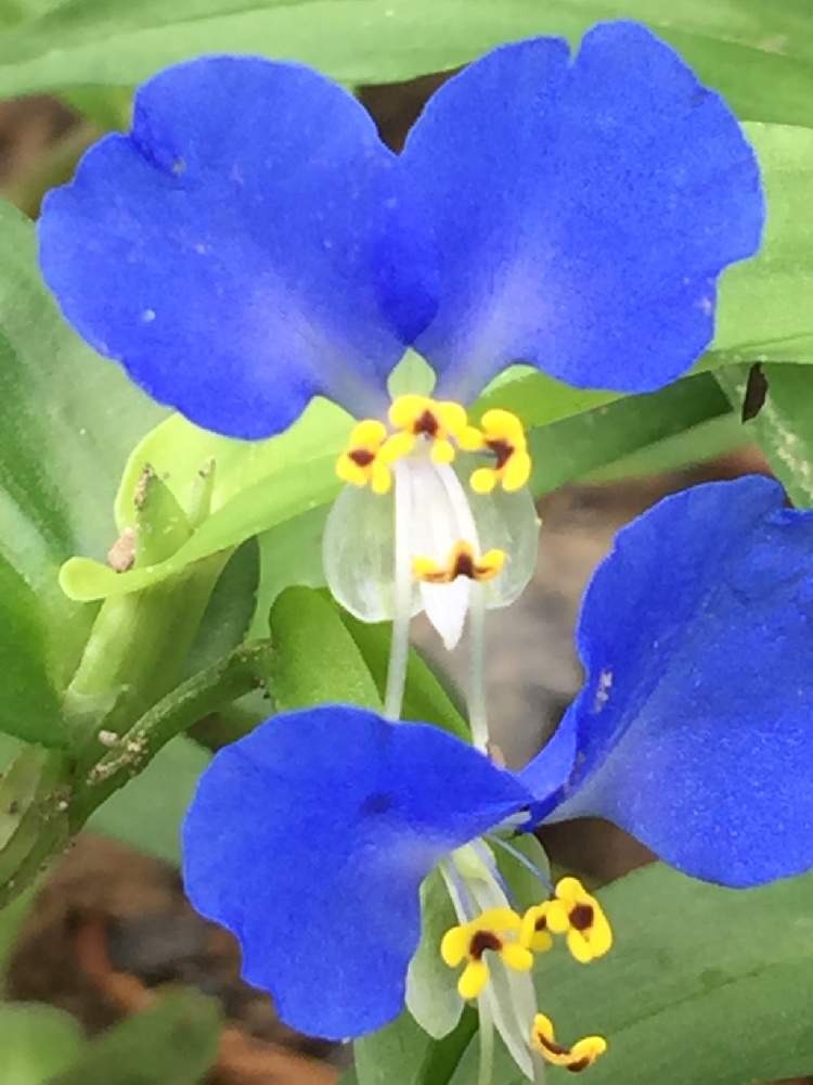 つゆ草の投稿画像 By Qoosukeさん 花のある暮らしと可愛い雑草 と夏でも元気な花フォトコン 19月7月9日 Greensnap グリーンスナップ